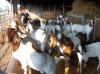 Healthy Live Dairy Cows and Pregnant Holstein Heifers Cow/Boer Goats, Live Sheep