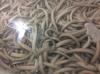 Hagfish, Slimm Eel supply from Vietnam