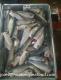 selling pacific mackerel HGT 100-200g for canning