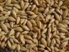 Russian feed barley