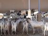 Somali livestock