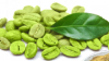 Green coffee bean extract ( Cholrogenic acid ) 45%