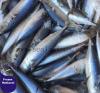 offer frozen mackerel, frozen squid, frozen sardine, frozen tilapia