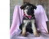 Quality German Shepherd puppies for sale 4433006204
