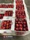 Iran Fresh Red Apples