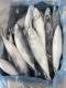 Mackerel, Pacific Mackerel, 100-200gles Chinois De La Mer Prix De Poisson Congel