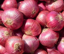 Hot selling red onion specification fresh with low price