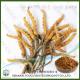 China Cordyceps sinensis Extract Polysaccharides Manufacturer