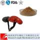 Best Champignon Ganoderme LucidumExtract Polysaccharides,Reishi Mushroom Supplement
