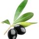 Pure Olive Leaf Extract Oleuropein for Cosmetic