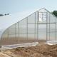 Gothic Sing Span Greenhouse for Vegetables Flowers