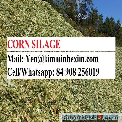 corn silage