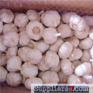 Fresh And Cooling Normal White Garlic With 10kg Carton Size 5.5cm Up