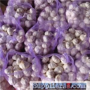 Fresh And Cooling Pure White Garlic With 20kg Mesh Bag Size 5.0cm Up