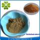 Buckwheat Extract Lowering Blood Pressure Herbal Extract