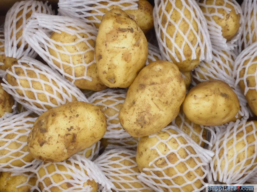 Yellow fresh potato with good quality