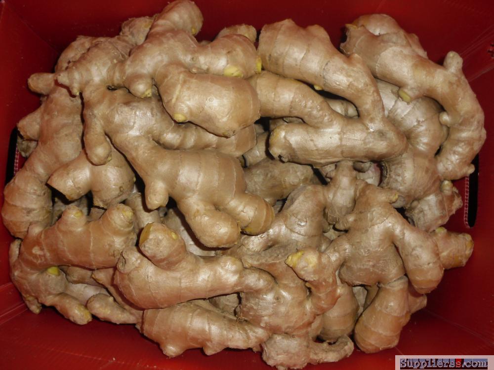 Wholesale Price Air Dried Ginger with good quality