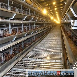H Type Egg Laying Chicken Cage
