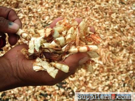 Dried Shimp Shells