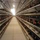 Egg Chicken Battery Cage