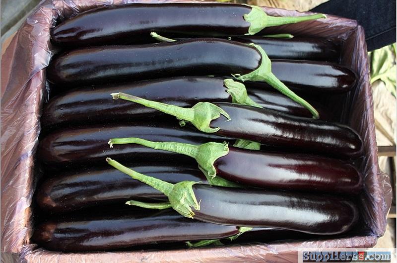 High Production Quality Eggplant