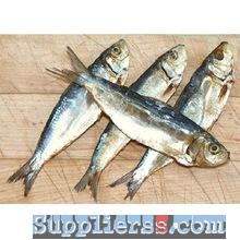Dry Mackerel Seafood