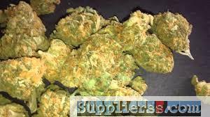 TEXT: +1(248) 206-8143 Legit supplier with high quality CBD and THC Cannabis strains,Disti