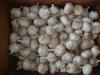Fresh New Crop Normal White Garlic5.5-6.0