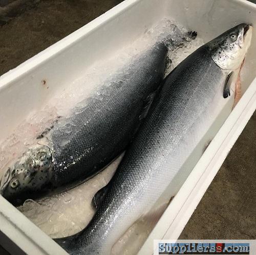 Fresh Atlantic salmon