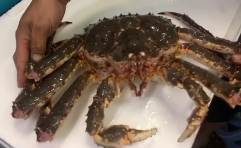 Live and frozen King Crabs
