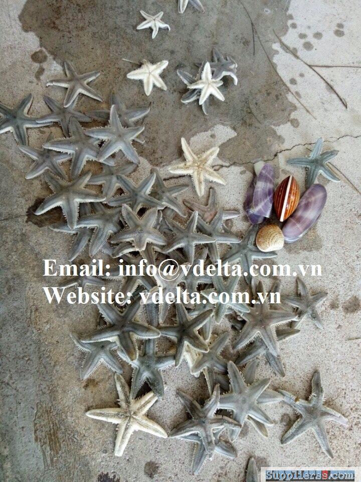 Dried star fish material craft