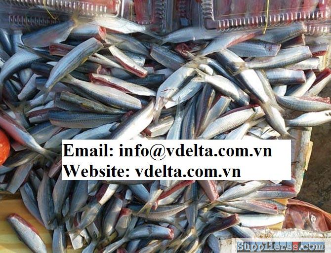 BEST QUALITY DRIED/FROZEN HERRING FISH IN VIETNAM