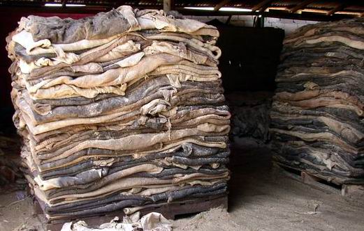 Wet and dried salted cow skin, cow heads and other animal skins( Cow, Horse, Donkey, goat,