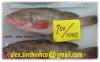 Grouper wgs, fillet, tail, head / Coral Trout / Emperor, Red Mullet