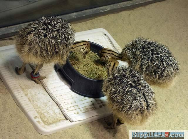 Buy Fertilized Ostrich chicks and Ostrich Eggs for sale