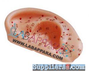 Ear Acupuncture Model 13CM :- EDUCATIONAL MODELS » ACUPENCTURE MODEL