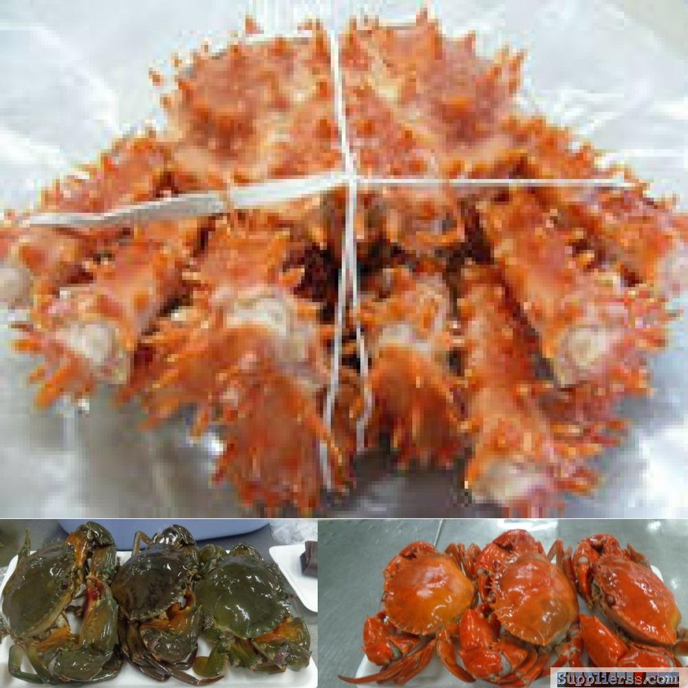 Live Green Crabs / Fresh Mud Crabs / Frozen Scallop Meat / Scallop bay / Live Swimming cra