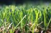 Commercial Artificial Grass MT-Charming MT- Harmony
