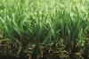 Artificial Grass for Pets MT-Promising