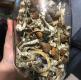 Wanted: magic Shrooms and psychedelics (chemresearchshop.com)