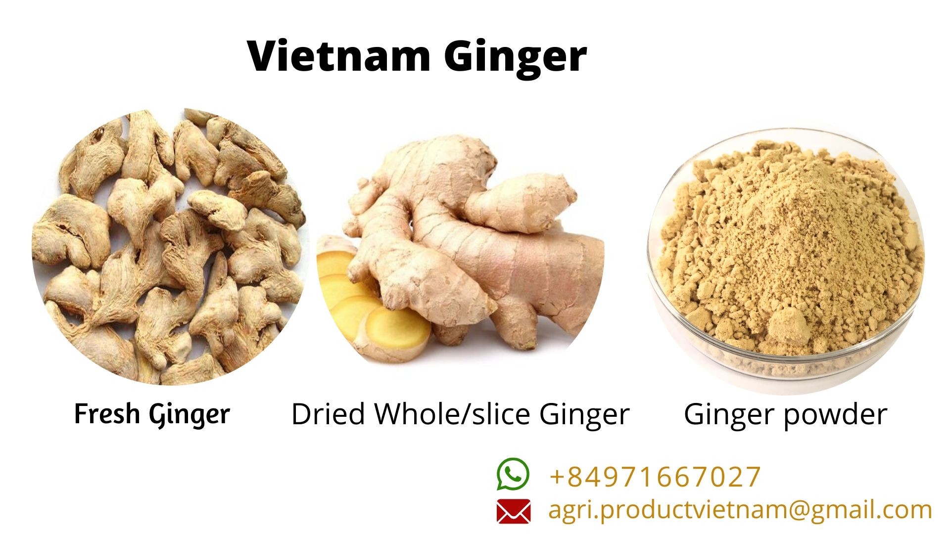 Vietnam Ginger Export Products