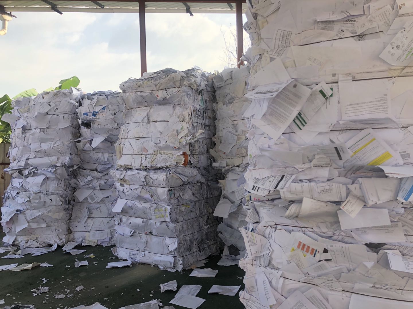 Sell waste paper Sorted White Ledger (SWL) 400MT/month