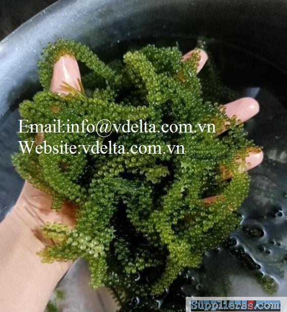 Dehydrated Sea Grapes/Umibudo/Lato/Guto best quality from Vietnam