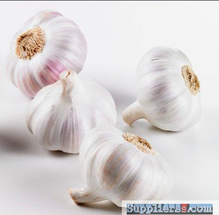 Loose Normal White Garlic16