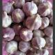 Fresh Purple Garlic66