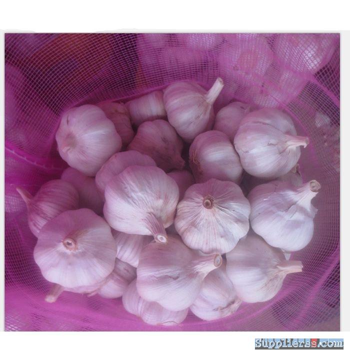 Fresh Normal White Garlic55