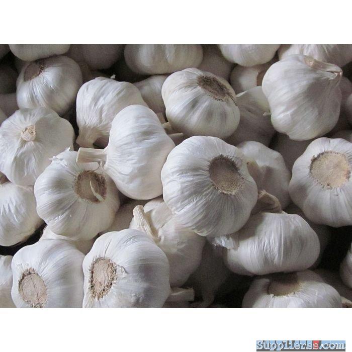 Fresh Pure White Garlic26