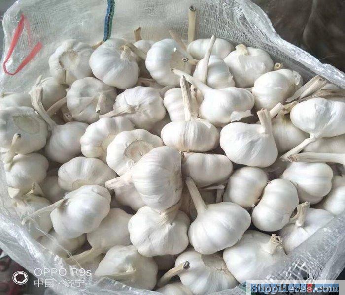 Pure White Garlic12